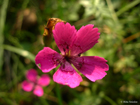 Dzirkstelīte - Dianthus deltoides