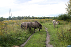 Konik Polski are not demanded - they eat wide range of grasses, shrubs and even the bark of the leaf-trees