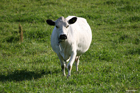 One of six mountain cows in Ben's farm
