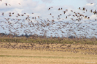 Geese migration in Svte lower reaches
